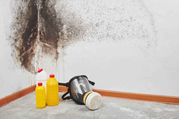 Best Emergency Mold Remediation in Enetai, WA