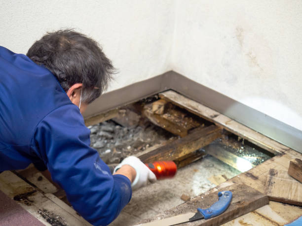 Best Insurance-Related Mold Remediation in Enetai, WA
