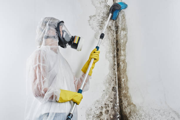 Best DIY Mold Remediation Support Services in Enetai, WA