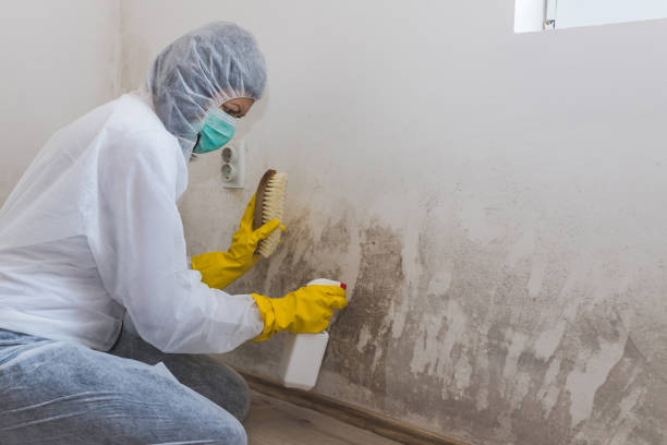 Best Attic Mold Remediation in Enetai, WA