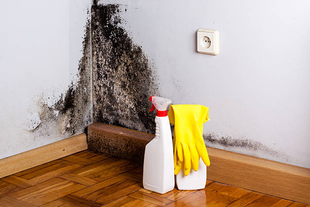 Best Industrial Mold Remediation in Enetai, WA