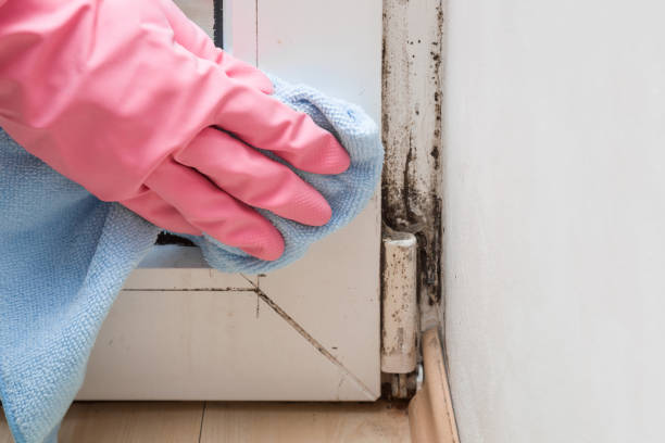 Best Kitchen Mold Remediation in Enetai, WA
