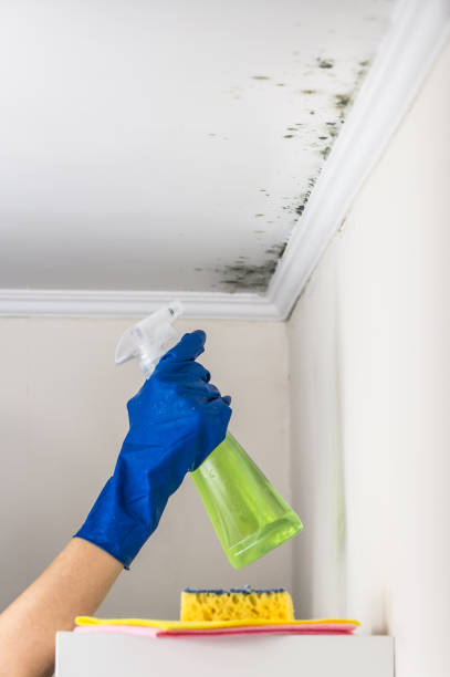 Best Basement Mold Remediation in Enetai, WA